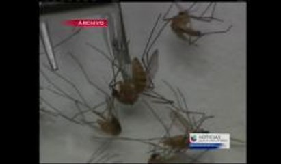 Zancudos Infectados