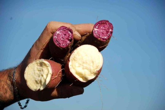 Renk renk tatlı patates te hasat zamanı