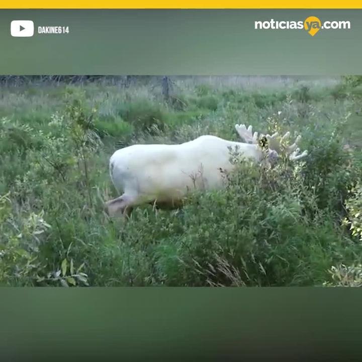 Alce blanco