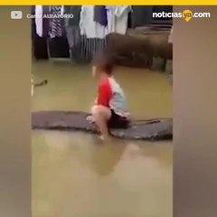 Ni%c3%b1o encima de un animal