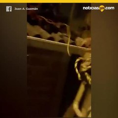 video viral vaca sobre nevera