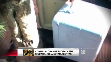 Alertan sobre actividad de mosquitos y qué se debe hacer