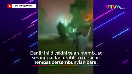 400 Orang Lebih Disengat Kalajengking Mematikan Usai Badai