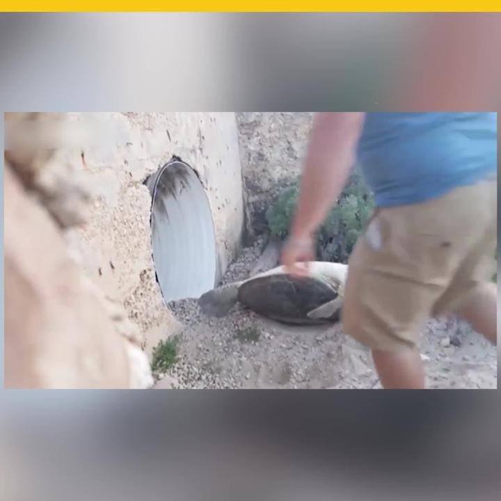 Rescate de tortuga marina