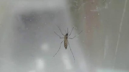 ¿Cómo prevenir el virus del Zika?