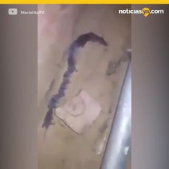 Rata culebra viral en redes sociales