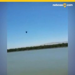 Abuso Animal en California