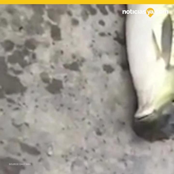 Pescado mutante