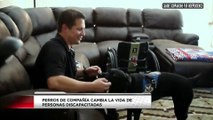 perros de compania hacen la diferencia