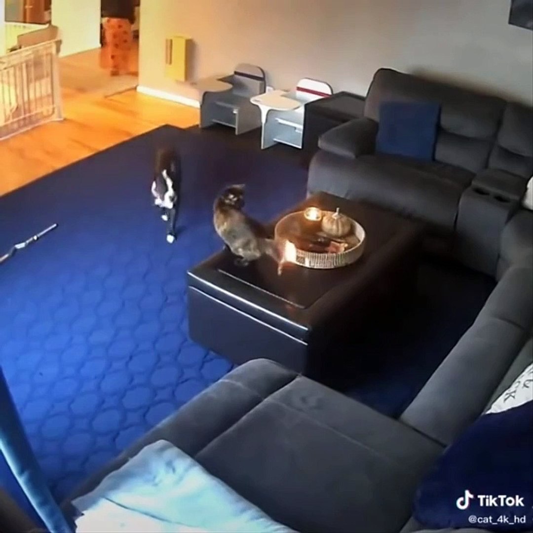 ⁣Baby Cats - Cute Cats - Adorable Cats - Funny Cats Compilations PART 23