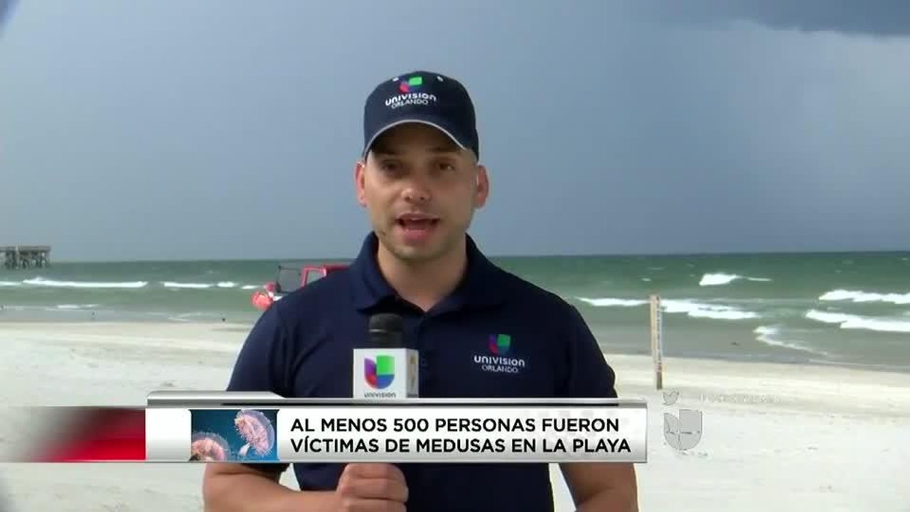 523 personas afectadas por picaduras de medusas en playas de Volusia