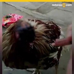 Gallina sin cabeza lleva más de una semana viva y triunfando en redes