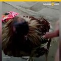 Gallina sin cabeza lleva más de una semana viva y triunfando en redes