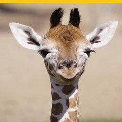 Safari de San Diego da la bienvenida a dos jirafas bebé