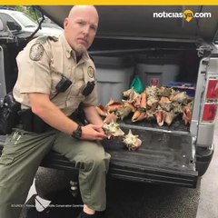 VIDEO: Hispana irá a la cárcel tras colectar caracoles marinos en Florida
