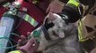 Bomberos ayudan con oxgeno a gatito tras rescatarlo de incendio