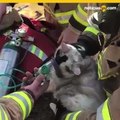 Bomberos ayudan con oxgeno a gatito tras rescatarlo de incendio