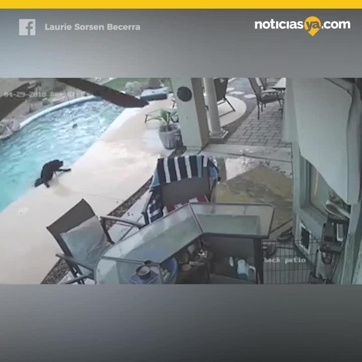 Perrito salva a su amigo de ahogarse
