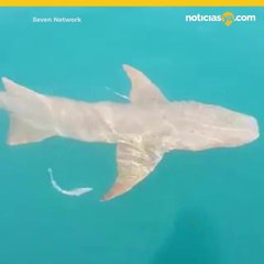 Tiburn muerde y arrastra a mujer a los cocodrilos