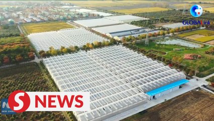 East China city develops green food industry chain