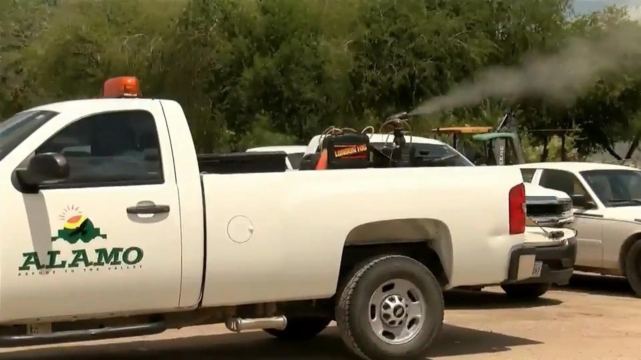 mosquito