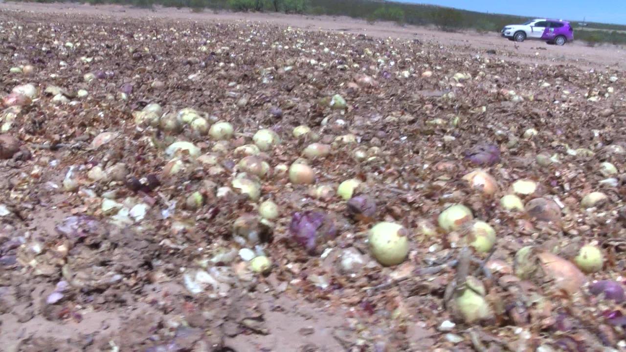 ONIONS IN DESERT VO