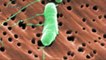 Sarasota: Tercera víctima mortal de bacteria Vibrio Vulnificus