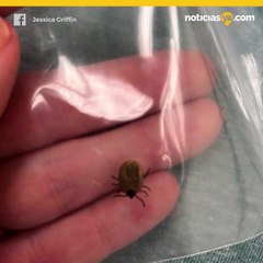 Niña de 5 años queda paralizada después de una picadura de garrapata