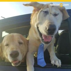 Perro adoptado