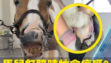 馬兒釘蹄時牠會痛嗎?三分鐘看懂幫馬穿鞋修指甲