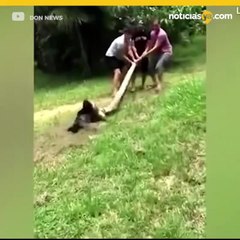 Rescatan perrito que sería devorado por anaconda