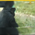 Gorilla celebra su tercer cumpleaños en el Zoológico de San Diego