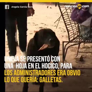 Perro compra galletas con hojas