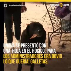 Perro compra galletas con hojas