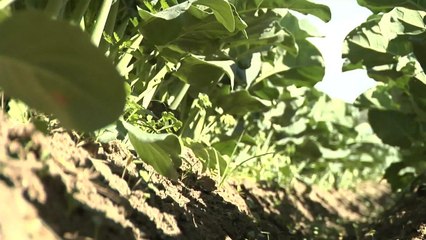 COSECHANDO ESCASEZ_FULL.mp4