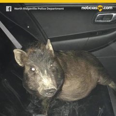 Hombre "obviamente ebrio" llama a la policía porque un cerdo lo seguía