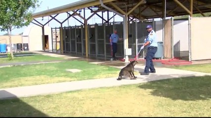 Noticias Laredo 5pm 120517 - Clip - refugio