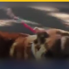 Gracias a perro fiel localizan a familiar