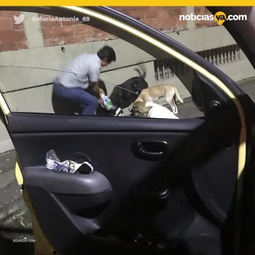 Taxista sorprende a pasajera y se hace viral tras alimentar a perros