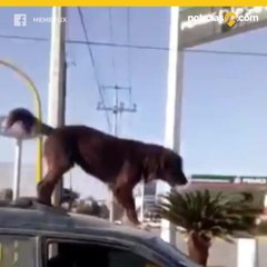 Intrépido perrito viaja sobre el techo de un carro