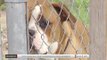 Noticias Laredo 5pm 112717 - Clip- Queja por ataque de perros callejeros