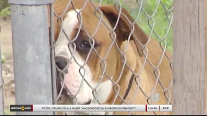 Download Video: Noticias Laredo 5pm 112717 - Clip- Queja por ataque de perros callejeros