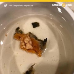 Encuentra restos de ratón en sopa de caja