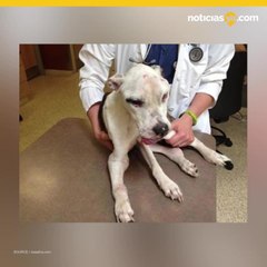 Sentencian a hombre que torturó a perrita pitbull