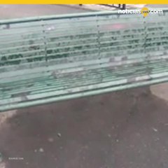 Abuela es mordida por perro al proteger a sus nietos en parque