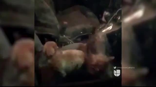 Noticias Laredo 10pm 022018 - Clip - mascotas