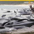 Ballenas varadas en Australia