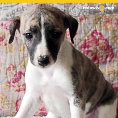 perrito viaja a destino equivocado