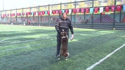 Ümraniye'de düzenlenen "Köpekli Frizbi Yarışması" renkli görüntülere sahne oldu