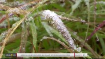 Noticias Laredo 5pm 010118 - Clip - hielo